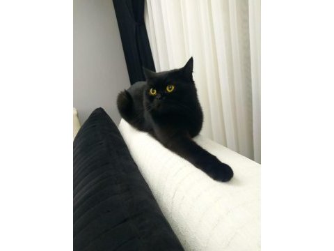 Siyah british shorthair basık yüz