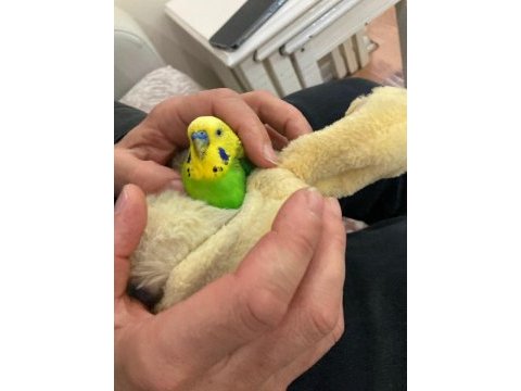 Jumbo çift konuşan muhabbet kuşu