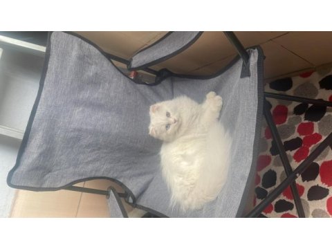 5 aylık erkek scottish fold