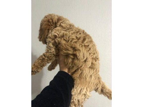 Poodle yavrumuz yeni yuvasını bekliyor