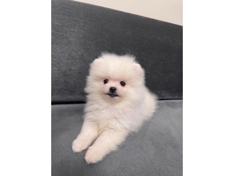 Orjinal ukranie white pomeranian boo