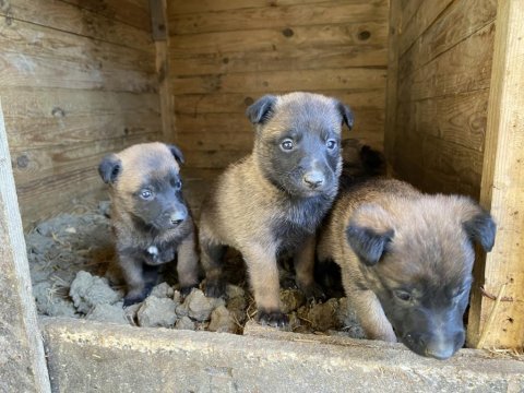 Belçika malinois yavrular 35 günlük
