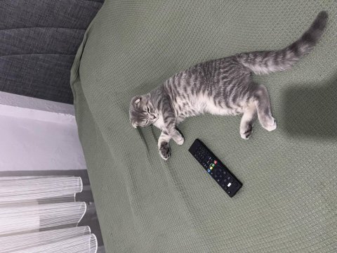 Scottish fold 6 aylık erkek yavrumuz ücretsiz aile lütfen
