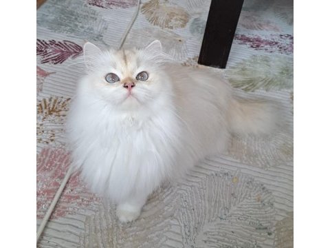 Secereli british longhair yetişkin dişi by1133