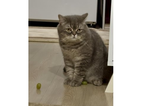 2 yaşında oyuncu british shorthair