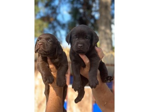 Labrador redriever sevimli yavrular ruhsatlı çiftlik 