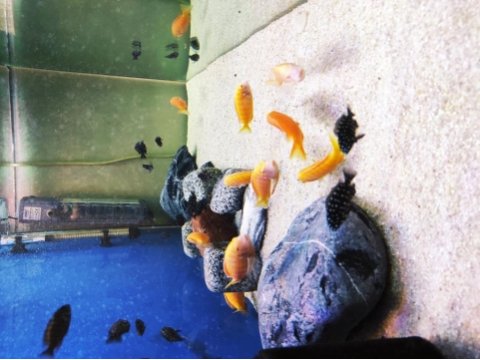 Tropheus albino chipmpi kolonisi