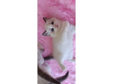 Safkan ragdoll bebeklerimiz yeni yuvalarını arıyor