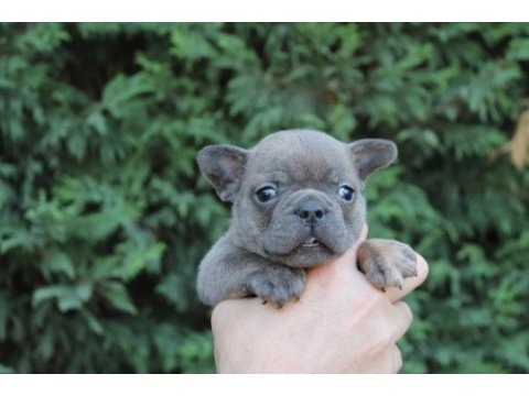 Egzotic french bulldog yavrularımız