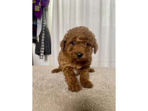 Mini boy red toy poodle kızımız