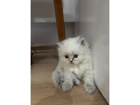 Scottish longhair yavrularımız ailelerini bekliyor