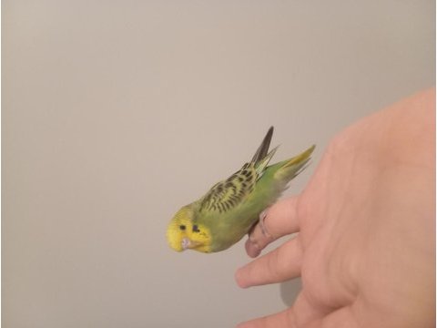 Ele alışık konuşan jumbo muhabbet kuşu yavru