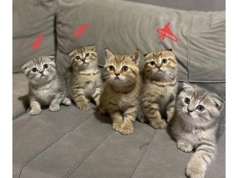 2 erkek 1 dişi evde yetişmiş scottish fold yavrular