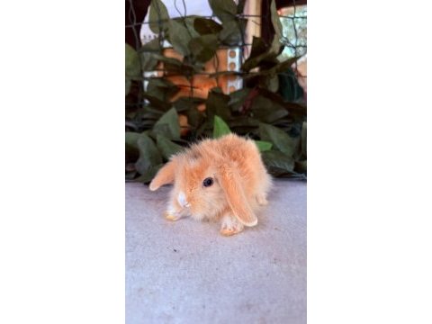 Safkan hollanda teddy lop yavru tavşan