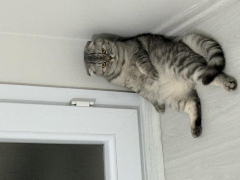 Scottish fold bal kızım