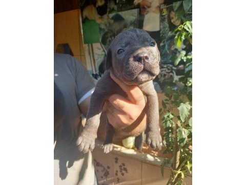 Blue cane corso yavrularım