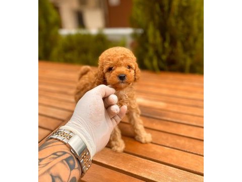 Red toy poodle yavrular