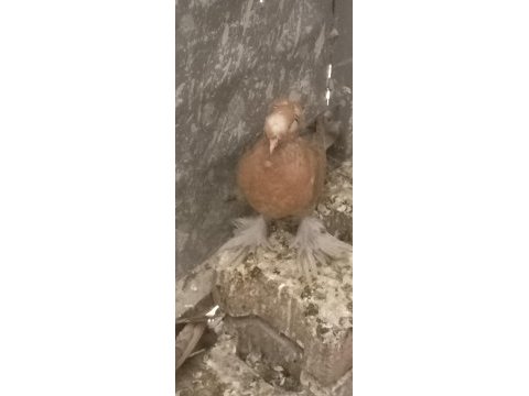 Buhara macar jumbo kızma güvercin
