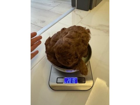Teacup toy poodle 1 aylık