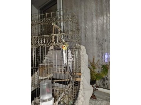 1 buçuk yaşında erkek sultan papağanı