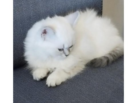 Kendi kedimin british longhair yavrusu