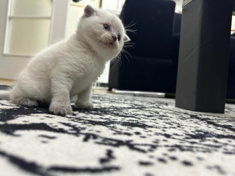 Efsane güzellikte scottish shorthair scr bluepoint
