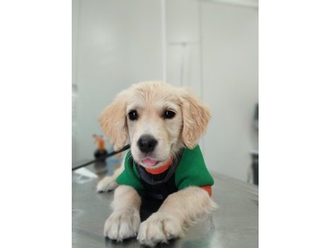 Golden retriever