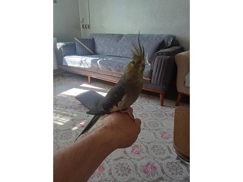 Sultan papağanı evcil ele omuza geliyor