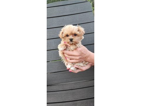 Kore maltipoo yavrular