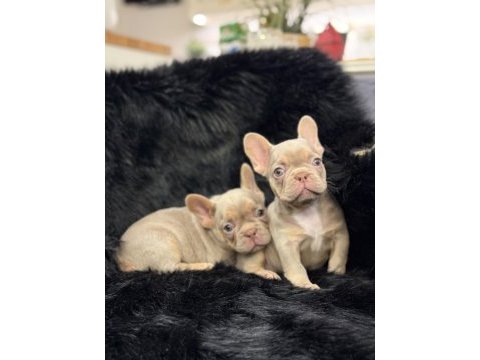 Yurtdışı kalitesi egzotik french bulldog