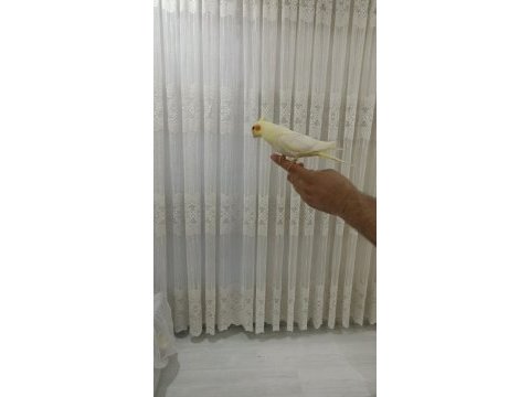 2 adet erkek biri 6 aylık biri 2 aylık sultan papağanı