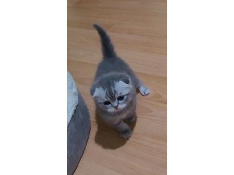 Scottish fold 2 dişi ve 2 erkek bebek