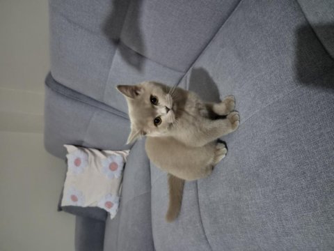 Safkan fawn british shorthair erkek