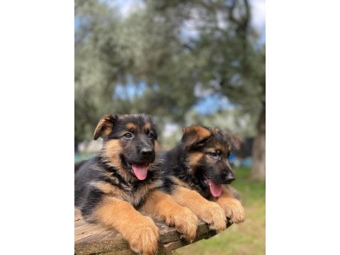 Alman kurdu köpeğimiz