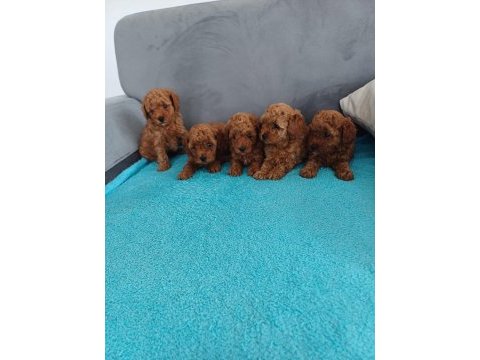 Petmode köpek çiftliğinden aktif 10 adet toy poodle