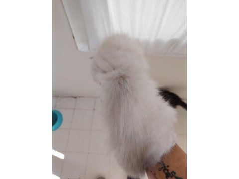 British shorthair kız kardeşler
