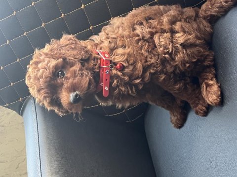 2 aylık erkek korekan poodle yavru