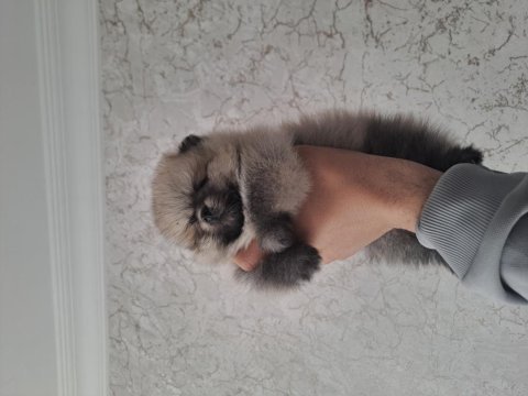 Minik panda dişi ve erkek köpekler