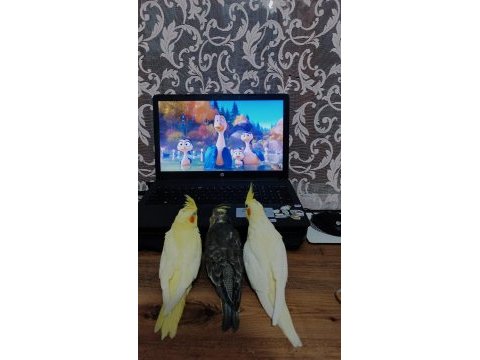 Full evcil sultan papağanı yavrular