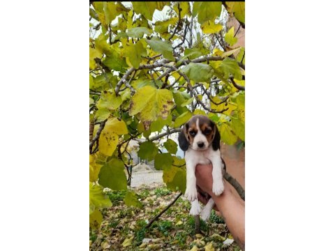 Beagle yavrular