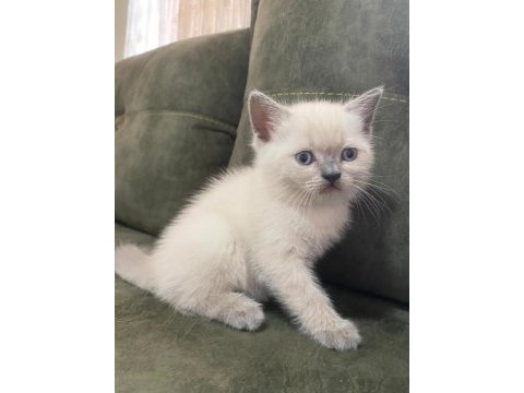 British shorthair yavrularımız