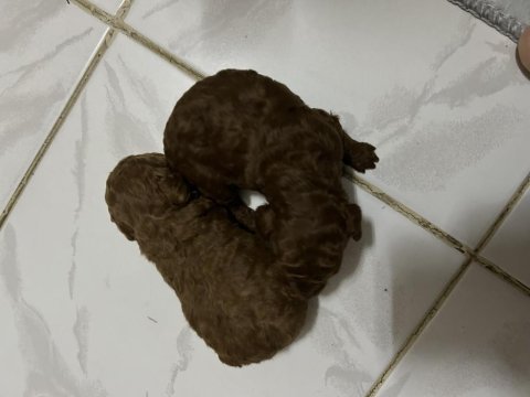 2 aylık toy poodle yavrular