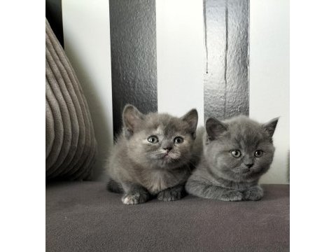 British shorthair eğitimli yavrular teslime hazır