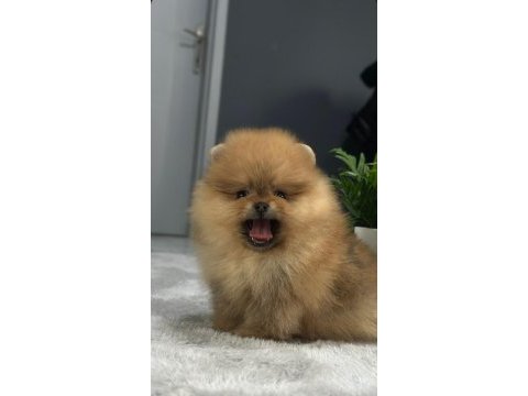 Özel renk boo pomeranian