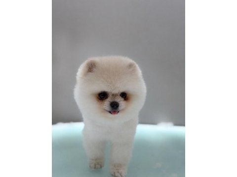 Sağlık ve ırk garantili pomeranian boo