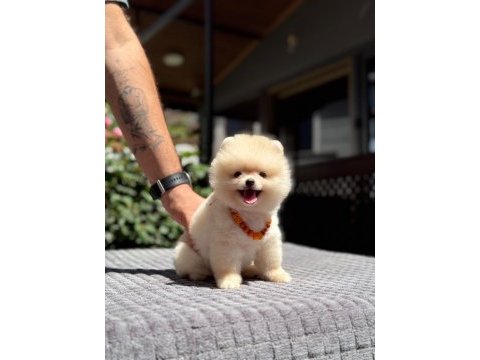 Pamuk şekeri pomeranian boo