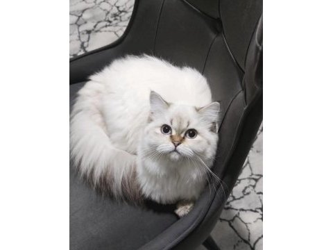 Lynx point british longhair ücretsiz