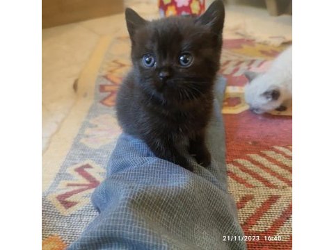 British shorthair pembe patiler