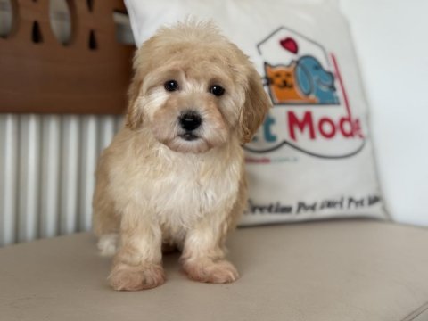 Ultra kalite aşılı pasaportlu mini maltipoo yavrular