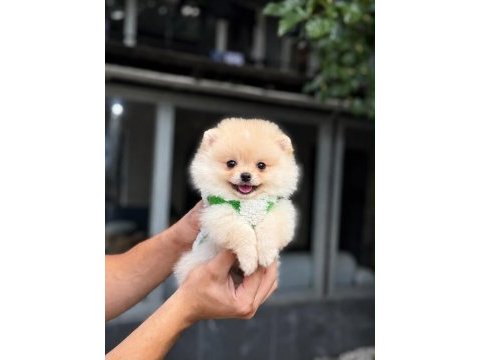 Aşıları tam cipi var yavru pomerainan boo